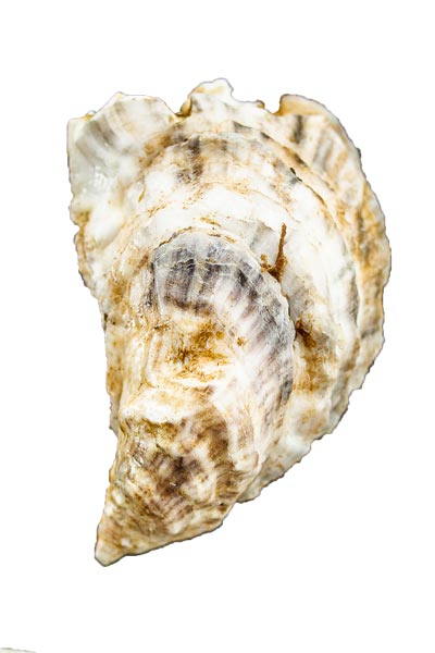 Farmer of Beso del Mar Oysters 
