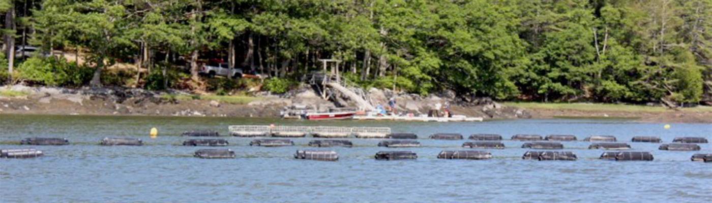 Oyster farms in The Bold Coast, Maine