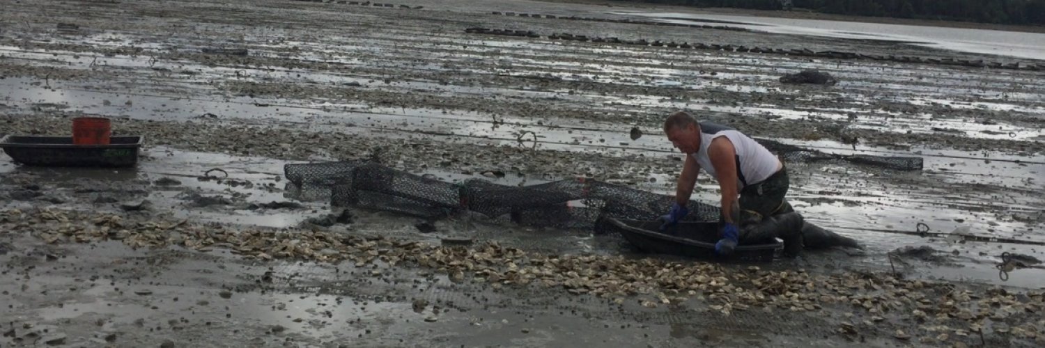 Oyster farms in Downeast, Maine