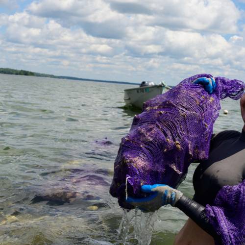 Lanes Island oyster farm