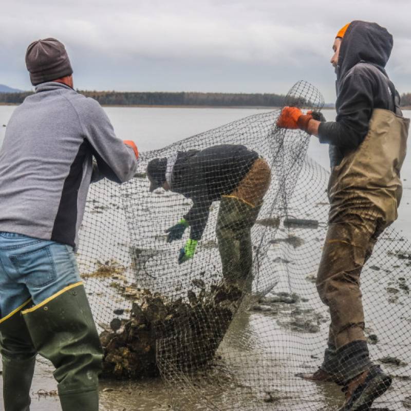 Farmer of MDI's Oysters 