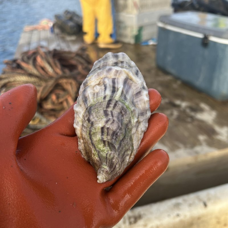 Farmer of Aphrodite Oysters 