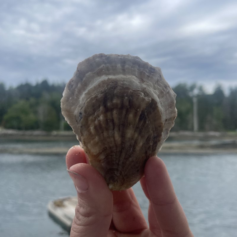 Farmer of Glidden Point Oysters 