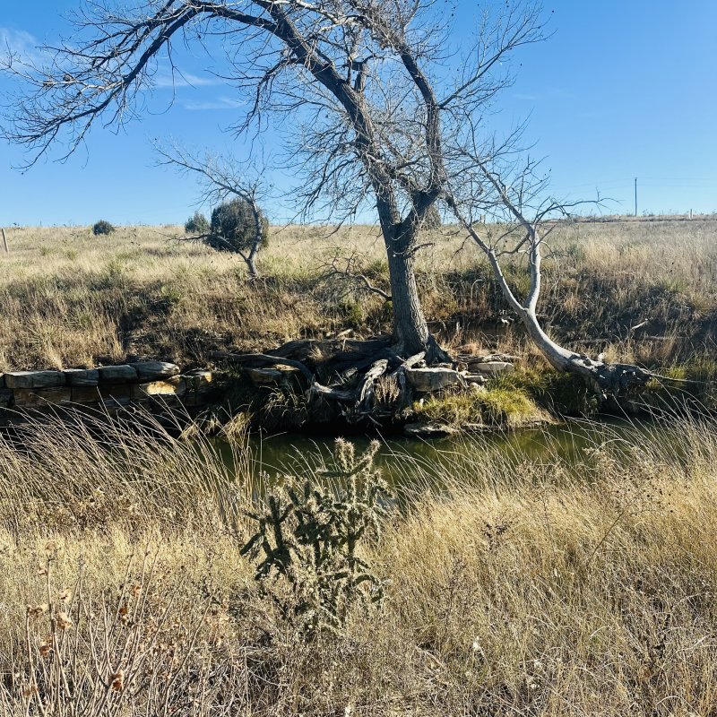 Love this tree, photo was for the Cacti though!