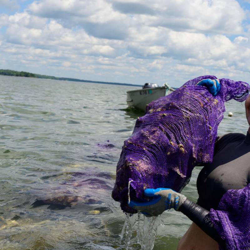 Farmer of Lanes Island Oysters 