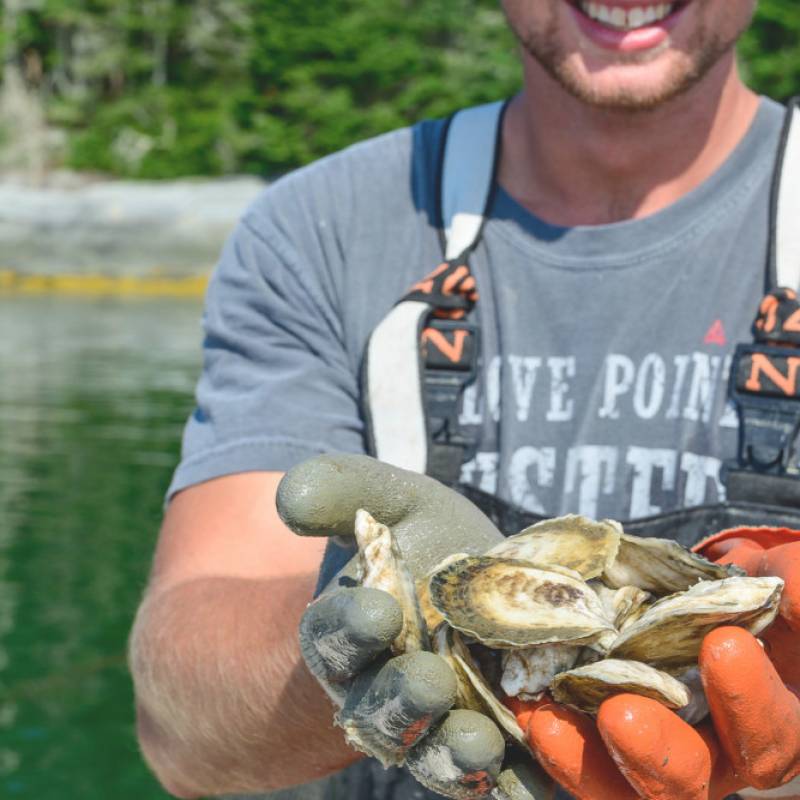 Maine Oyster Company Casco Bay