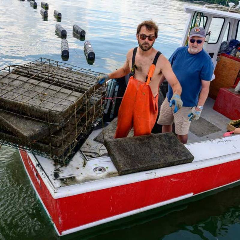 Farmer of Little Busters Oysters 