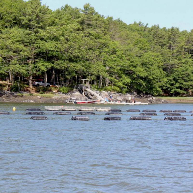 Maine Oysters from Mid-Coast