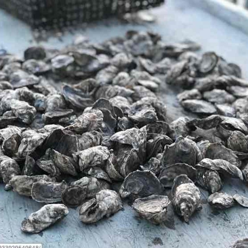 Farmer of Wilds Oysters 