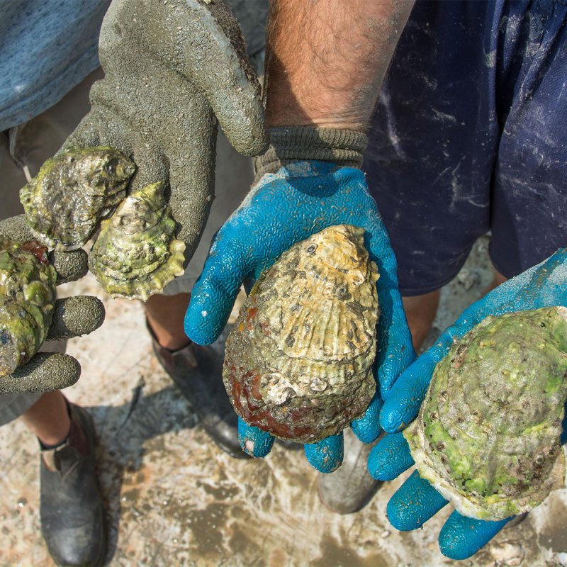 Farmer of Wolfe Neck Oysters 