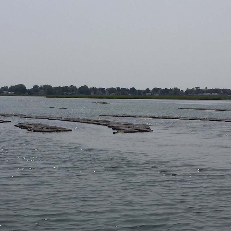 Maine Oysters from Southern Maine