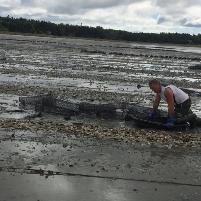 Maine Oysters from Downeast