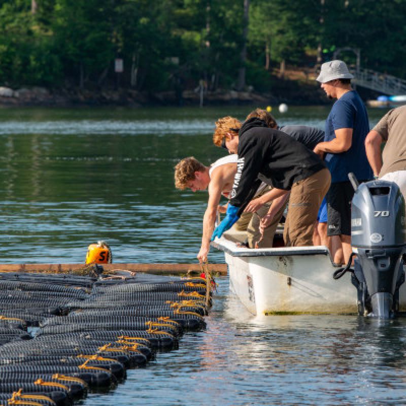 Farmer of Bombazine Oysters 