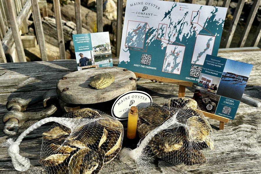 Fresh Maine oysters packed cold and shipped overnight
