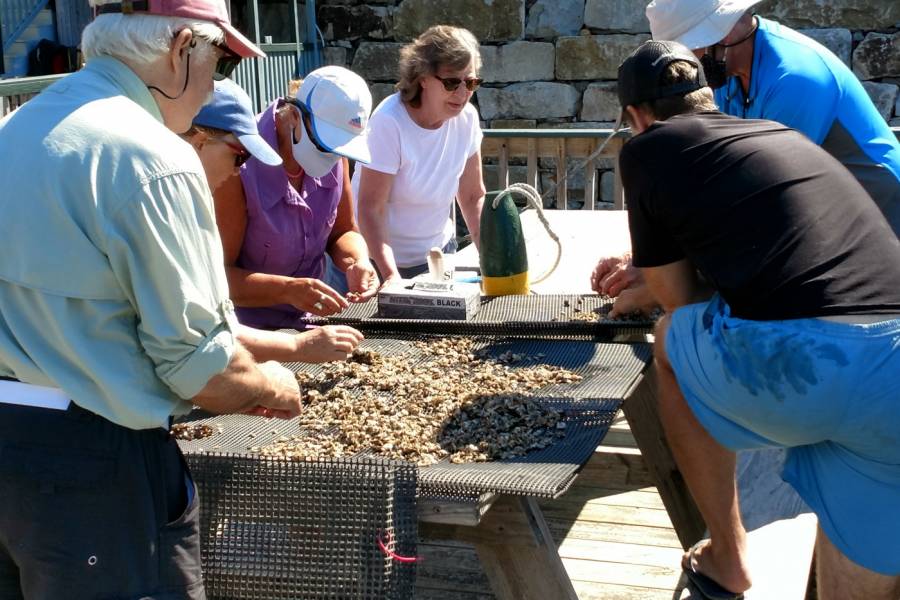 Oyster Shucking Class