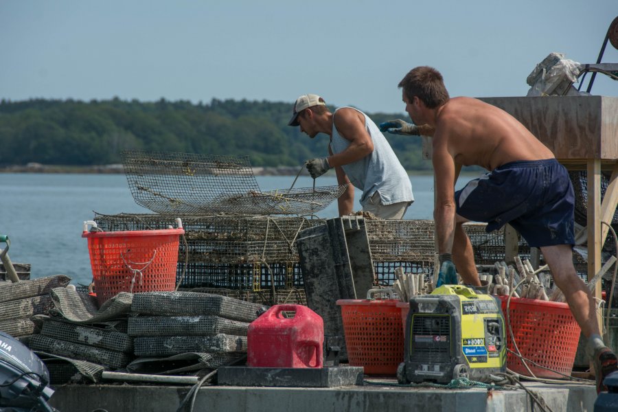 Casco Bay & South oyster farms, Maine