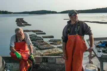 New Meadows River Oysters