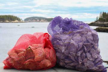 Fresh Maine Oysters Shipped