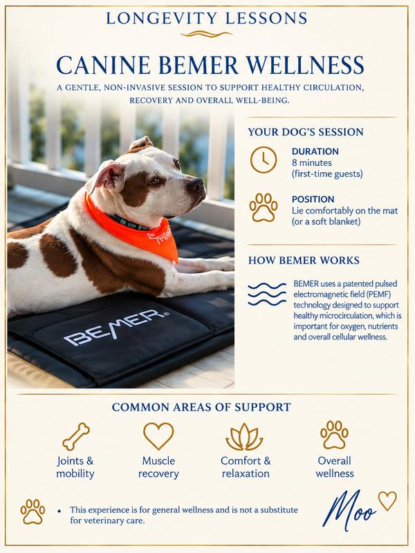 Canine BEMER wellness